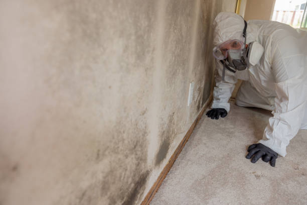 Best Mold Prevention Services in Creve Coeur, IL